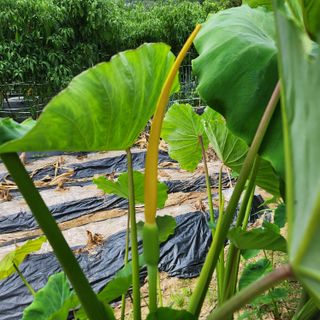 내수덕암리ㆍ홍경운님의 자유주제 · 자유게시판 작성글 사진