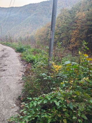 무주설천면 반딧팝님의 감 · 영농일지 작성글 사진