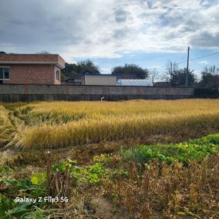 짱순이연속8월출석왕님의 벼 · 자유게시판 작성글 사진