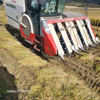 짱순이연속8월출석왕님의 벼 · 자유게시판 작성글 사진