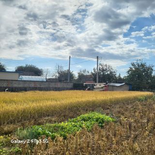 짱순이연속8월출석왕님의 벼 · 자유게시판 작성글 사진