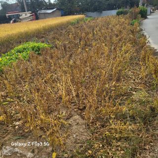 짱순이연속8월출석왕님의 벼 · 자유게시판 작성글 사진