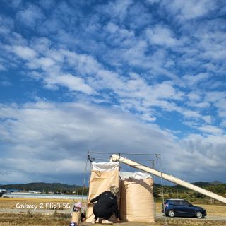 짱순이연속8월출석왕님의 벼 · 자유게시판 작성글 사진