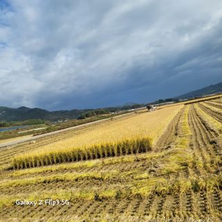 짱순이연속8월출석왕님의 벼 · 자유게시판 작성글 사진