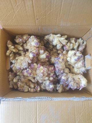 흑도라지흑청 정현숙님의 작성글 사진