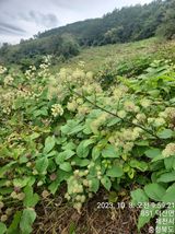 팜모닝 두릅·일상 게시글 이미지