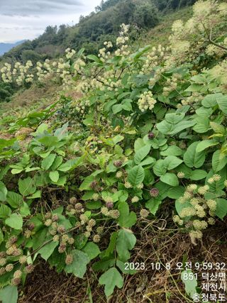 안계천님의 두릅 · 일상 작성글 사진