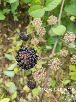안계천님의 두릅 · 일상 작성글 사진