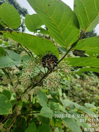 안계천님의 두릅 · 일상 작성글 사진