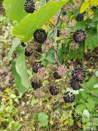 안계천님의 두릅 · 일상 작성글 사진