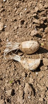 팜모닝 자유주제·자유게시판 게시글 이미지