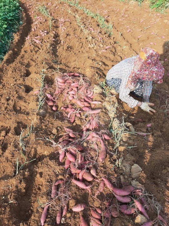 소종섭님의 장터 판매 상품 [햅쌀(밀퀴킨)황실경기미 밥맛최고입니다 특히 당뇨고혈압있으신분 꼭한번드셔보세요 강력추천합니다 누룽지맛나는쌀 경기미] 첨부 사진