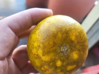 농사입문자님의 귤 · 비료•농약 작성글 사진