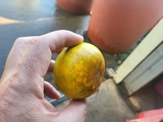 농사입문자님의 귤 · 비료•농약 작성글 사진