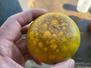 농사입문자님의 귤 · 비료•농약 작성글 사진