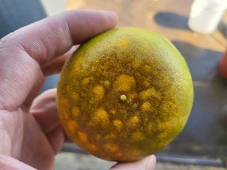 농사입문자님의 귤 · 비료•농약 작성글 사진