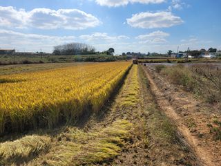 kbg님의 벼 · 영농일지 작성글 사진