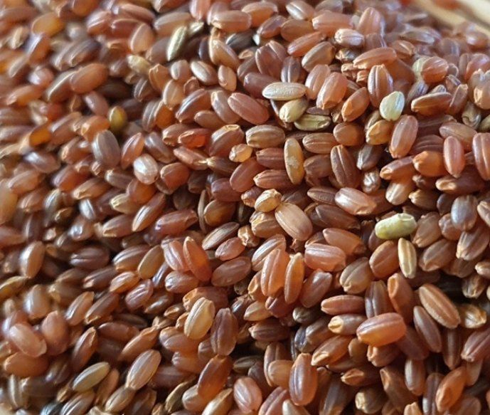 농부 임성훈님의 장터 판매 상품 [홍미 10kg] 첨부 사진