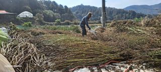 이명신님의 [팜춘문예] 짧은 시 쓰기 · 참여글 작성글 사진