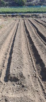 팜모닝 양파·영농일지 게시글 이미지