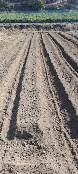 용호님의 양파 · 영농일지 작성글 사진