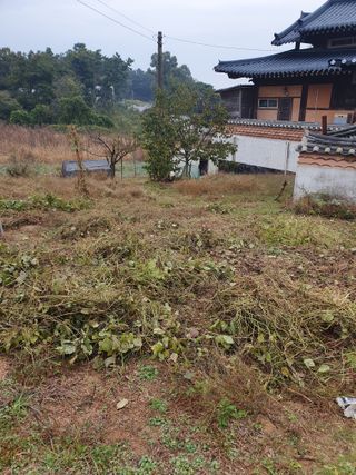 두릅나무10495님의 기타작물 · 자유게시판 작성글 사진