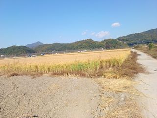 오영도님의 벼 · 자유게시판 작성글 사진