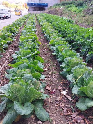 김미정 님의 [팜춘문예] 짧은 시 쓰기 · 참여글 작성글 사진