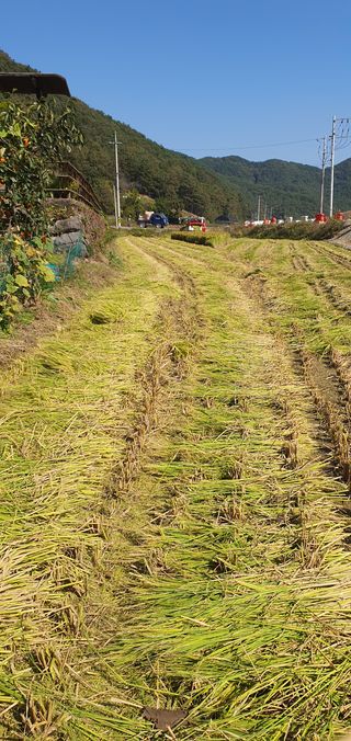 이윤기님의 벼 · 영농일지 작성글 사진