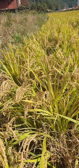 이윤기님의 벼 · 영농일지 작성글 사진