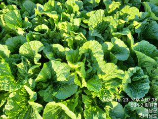 양파17806님의 배추 · 영농일지 작성글 사진