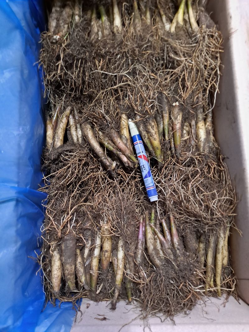 장터 상품 [산마늘.명이나물] 썸네일