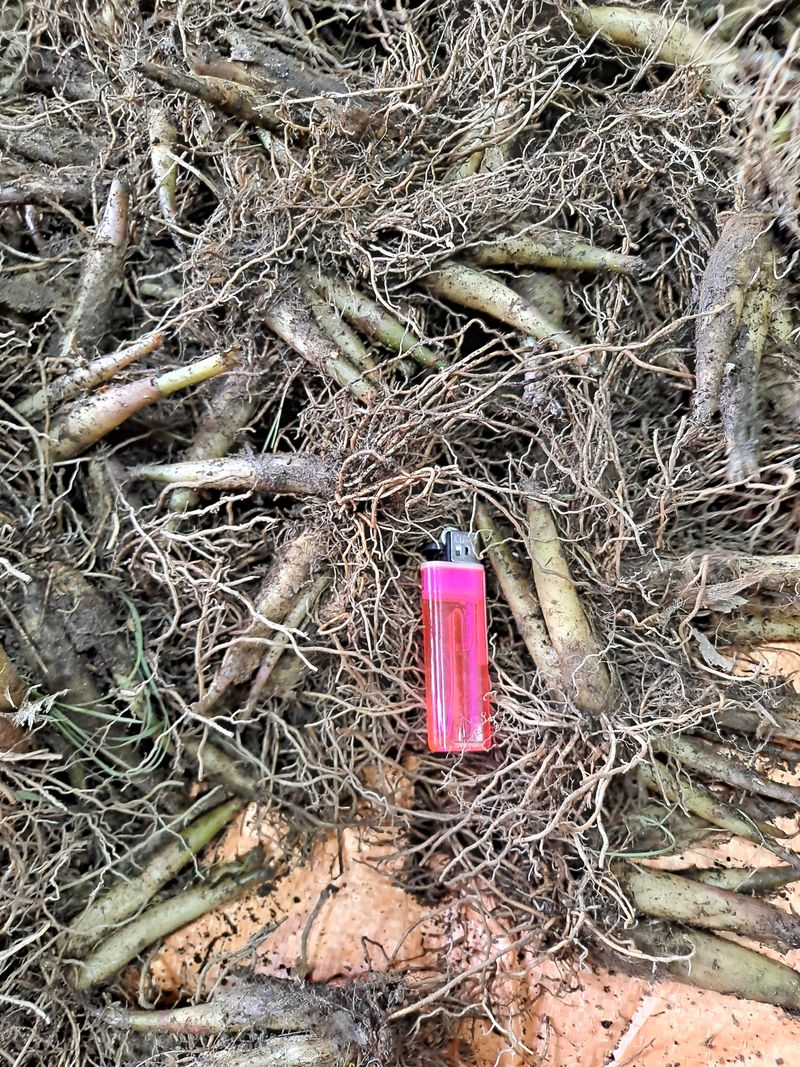 이기현님의 장터 판매 상품 [산마늘.명이나물] 첨부 사진