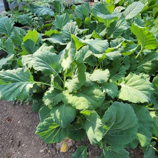 농부쑤니님의 [팜춘문예] 짧은 시 쓰기 · 참여글 작성글 사진