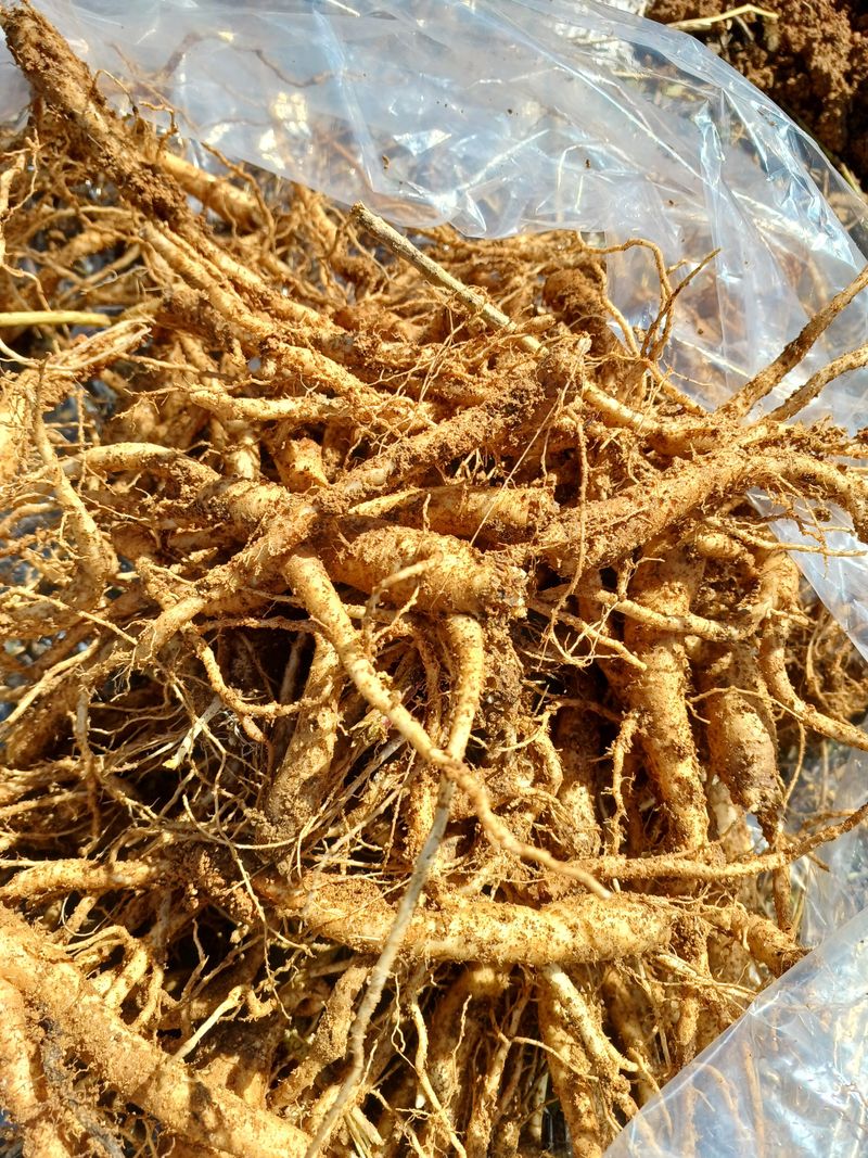 장터 상품 [4-5년된 도라지] 썸네일