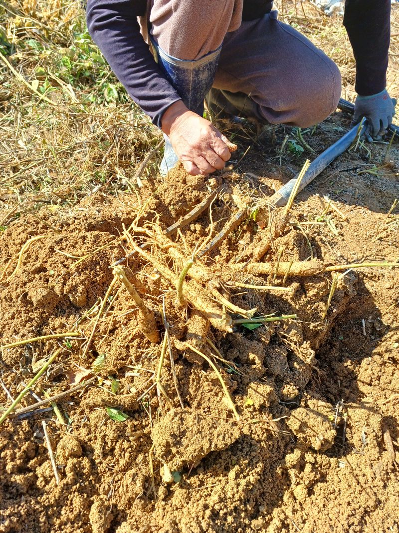 임오빈님의 장터 판매 상품 [4-5년된 도라지] 첨부 사진