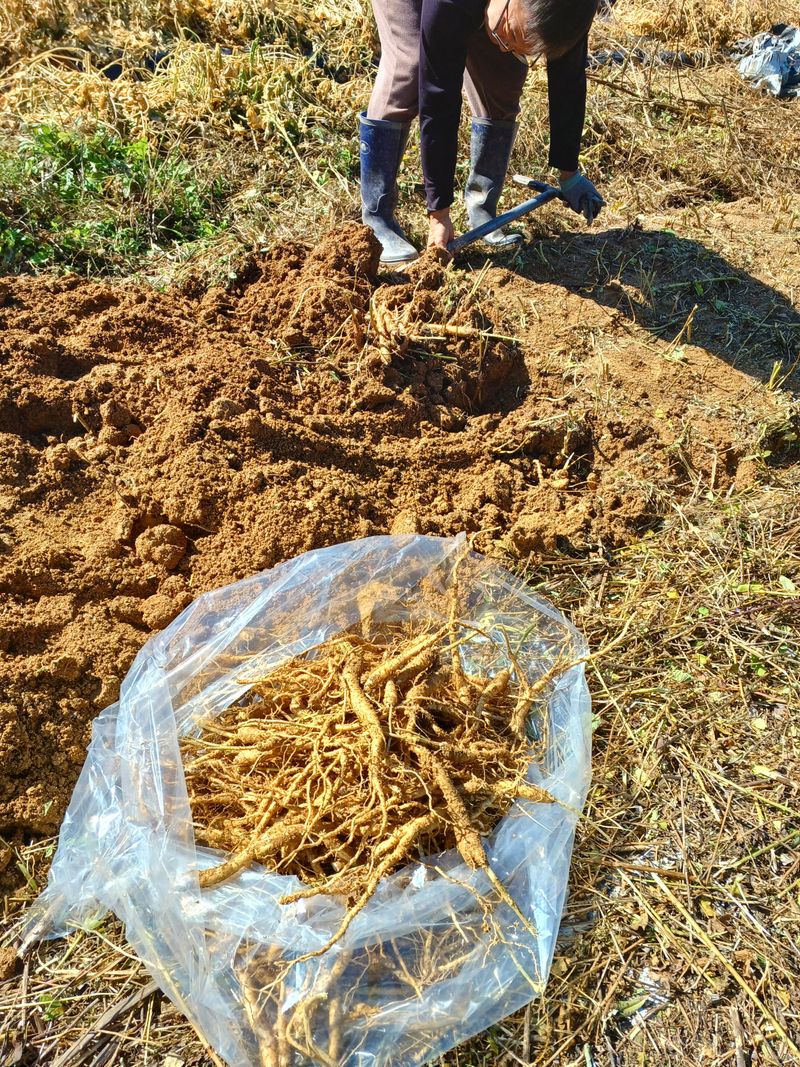 임오빈님의 장터 판매 상품 [4-5년된 도라지] 첨부 사진