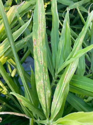 친환경님의 기타작물 · 병해충상담 작성글 사진