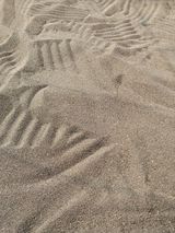 팜모닝 들깨·영농일지 게시글 이미지