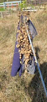 팜모닝 콩·영농일지 게시글 이미지