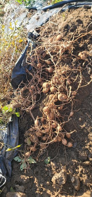 신승철님의 콩 · 영농일지 작성글 사진