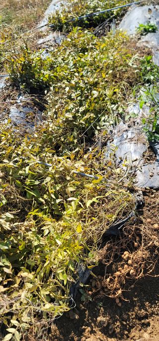 신승철님의 콩 · 영농일지 작성글 사진