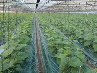 다들 홧팅님의 호박 · 자유게시판 작성글 사진