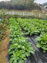 팜모닝 기타작물·영농일지 게시글 이미지