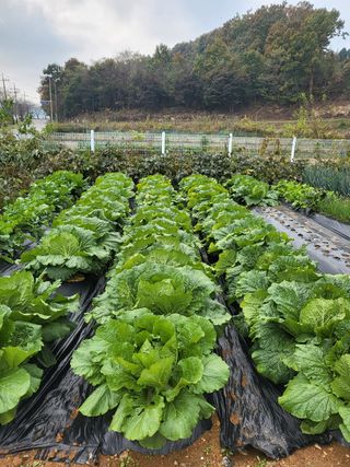 온바위님의 기타작물 · 영농일지 작성글 사진