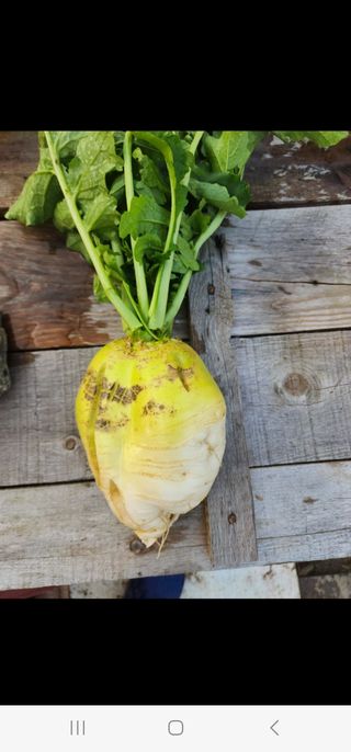 장동근님의 배추 · 병해충상담 작성글 사진