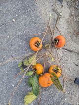 팜모닝 감·자유게시판 게시글 이미지