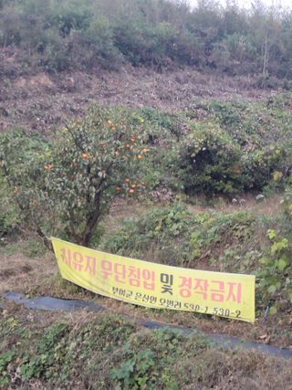 윤석돈님의 감 · 자유게시판 작성글 사진