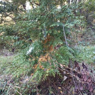 이한우 님의 기타작물 · 병해충상담 작성글 사진