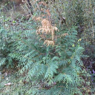 이한우 님의 기타작물 · 병해충상담 작성글 사진